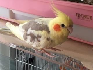 ピーコちゃん ピーコちゃん