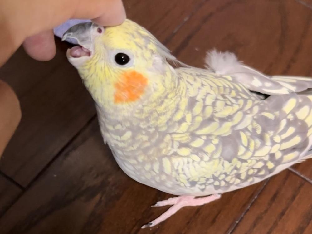 ぽんちゃん ぽんちゃん
