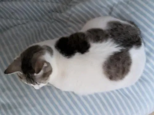ブチ模様のサバ猫を探しています。