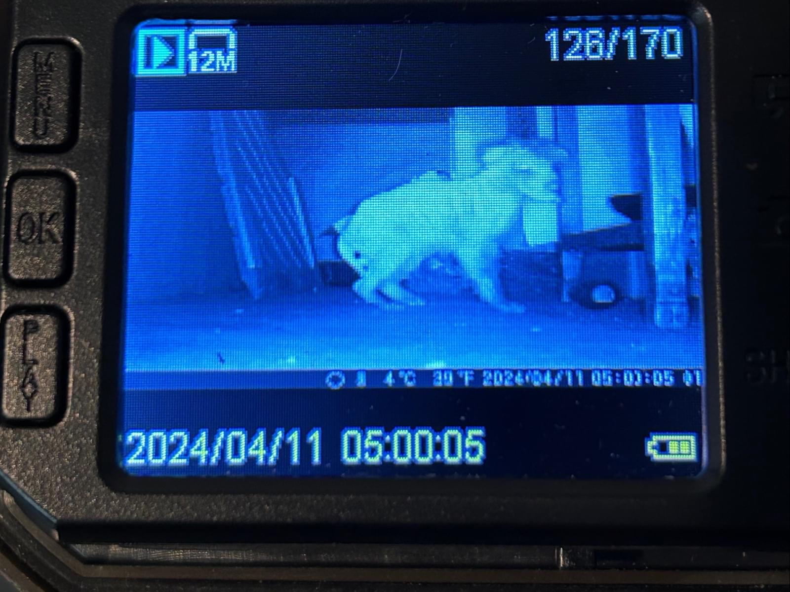 目撃された犬 目撃された犬
