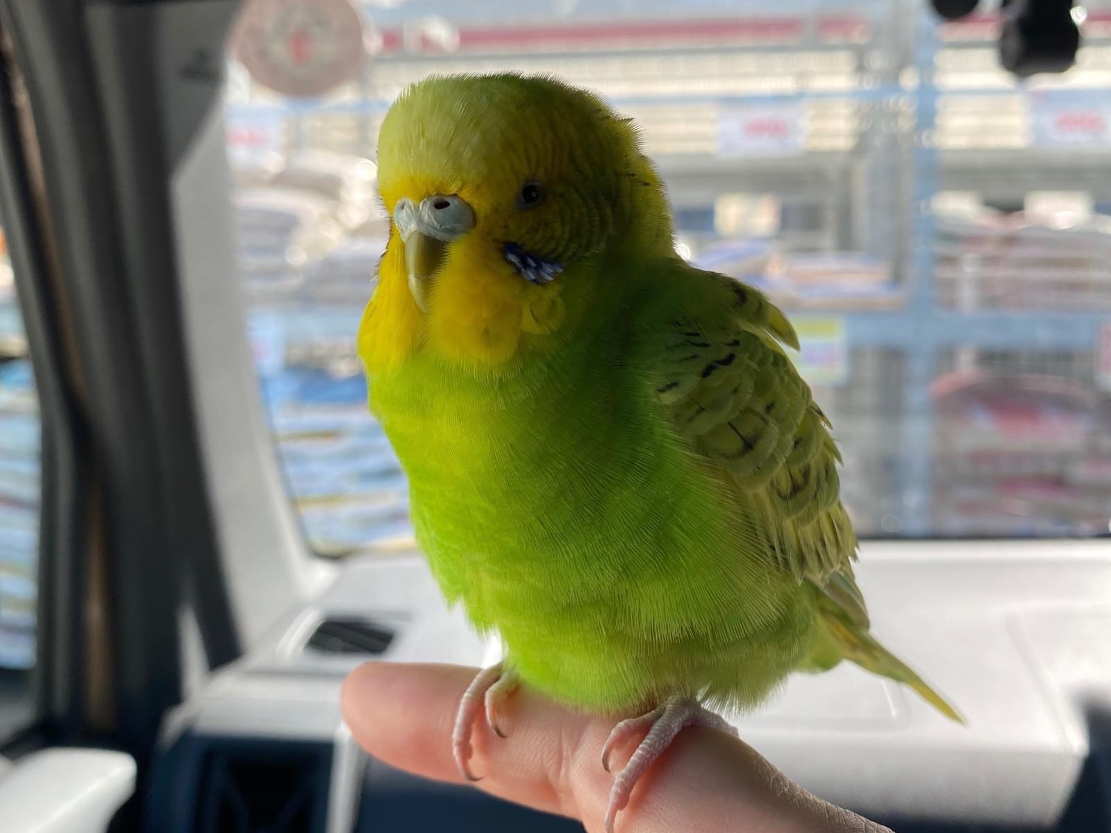 保護された鳥 保護された鳥