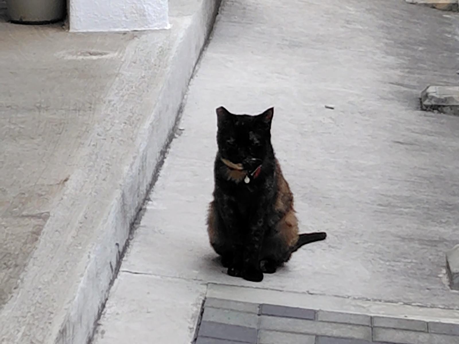 目撃された猫 目撃された猫