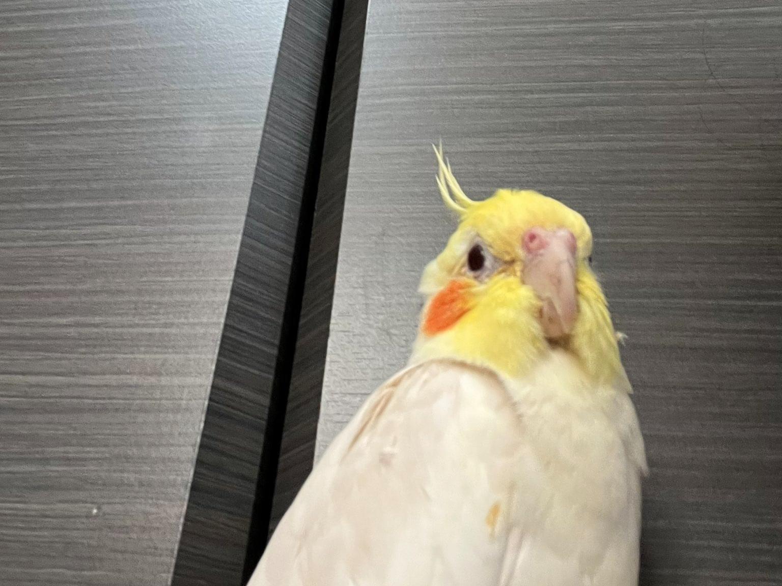 ちょこちゃん ちょこちゃん