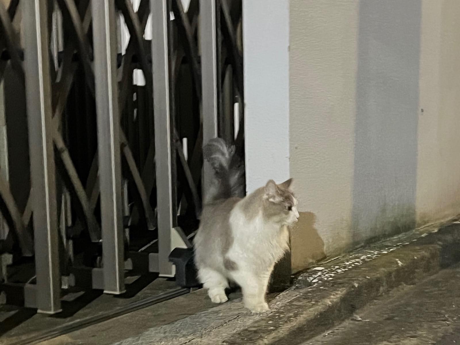 目撃された猫 目撃された猫