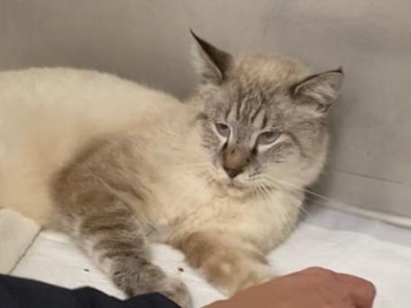 保護された猫 保護された猫