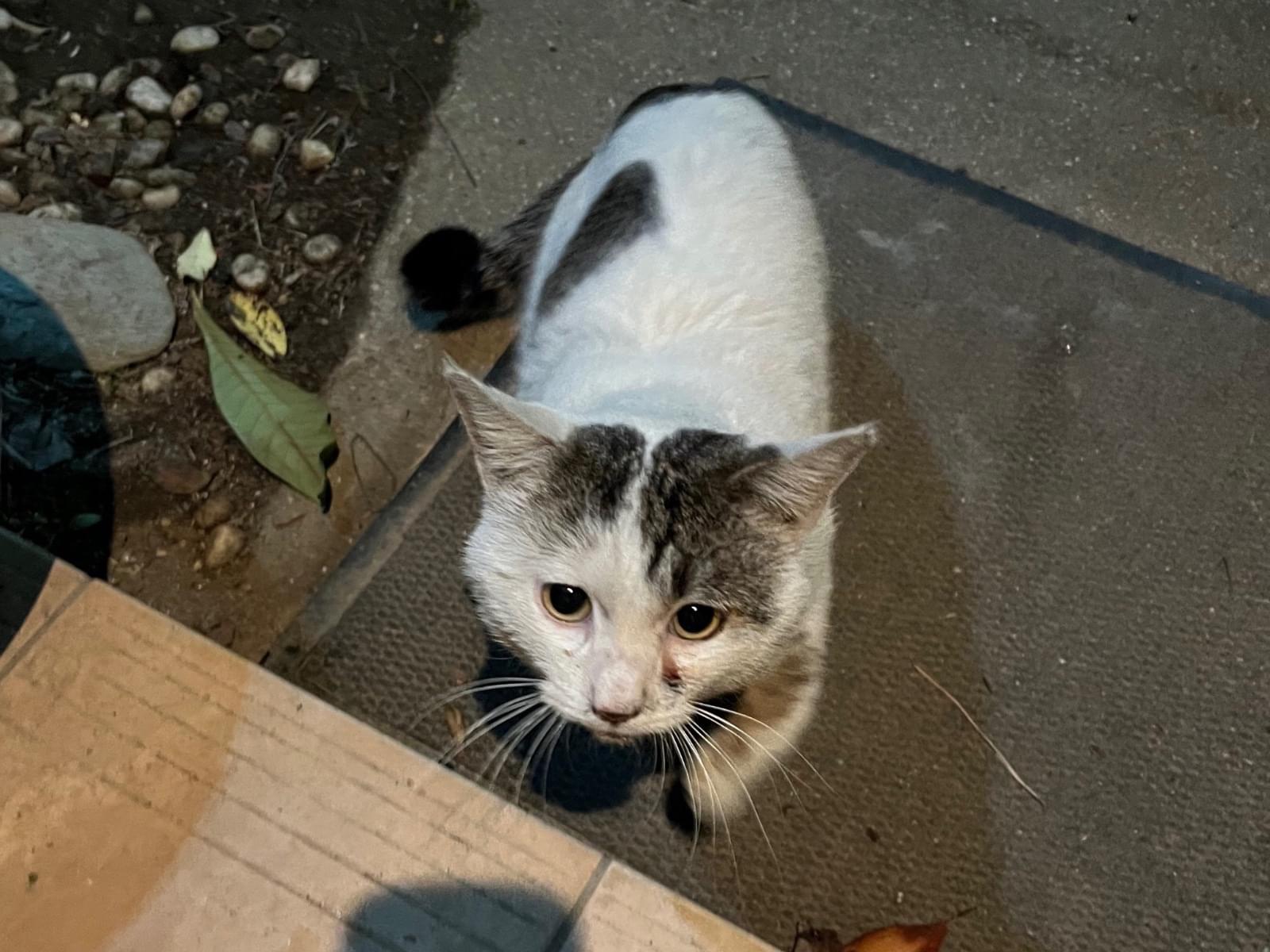 保護された猫 保護された猫