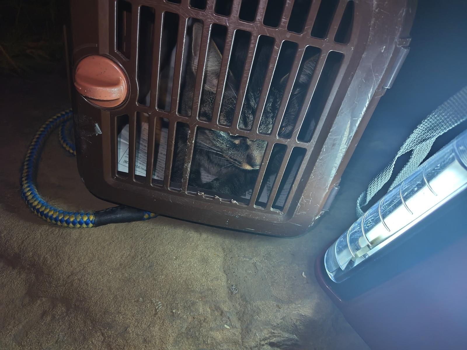 保護された猫 保護された猫