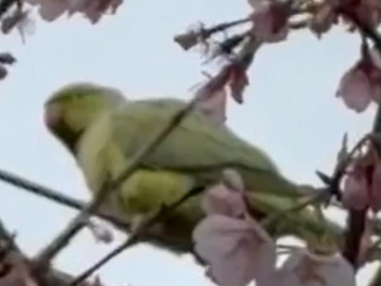 目撃された鳥 目撃された鳥