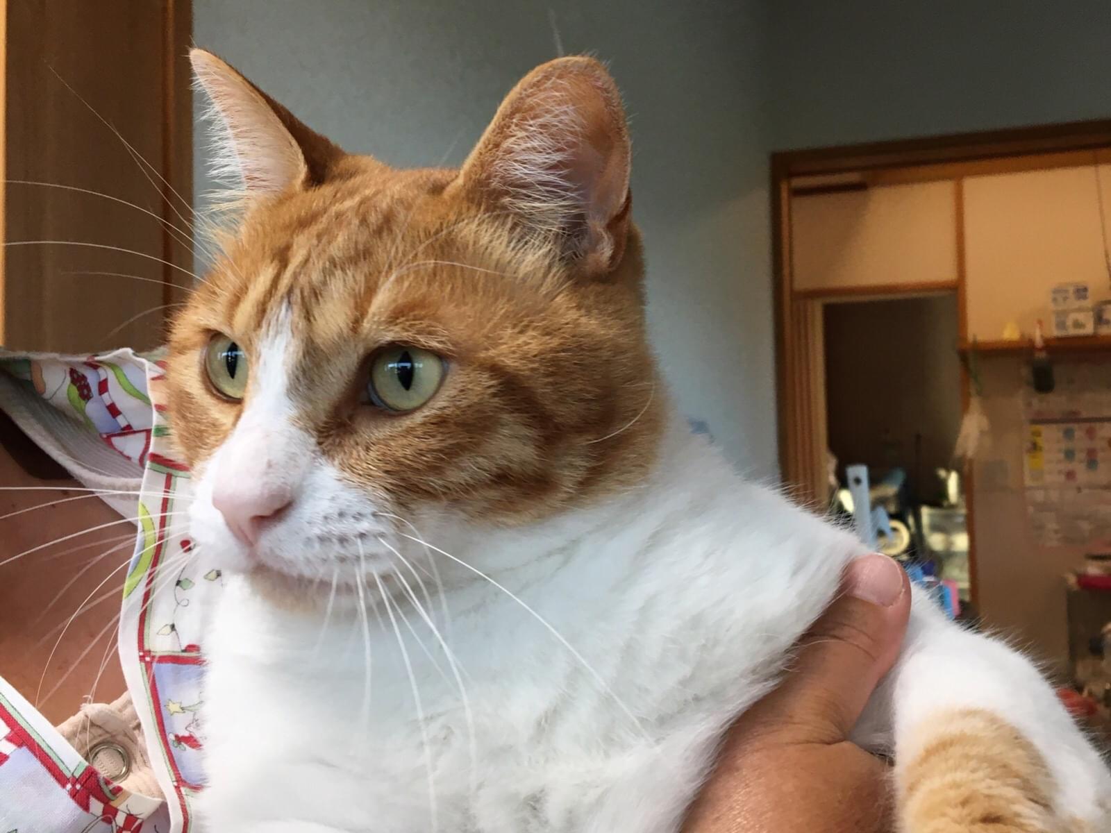 保護された猫 保護された猫