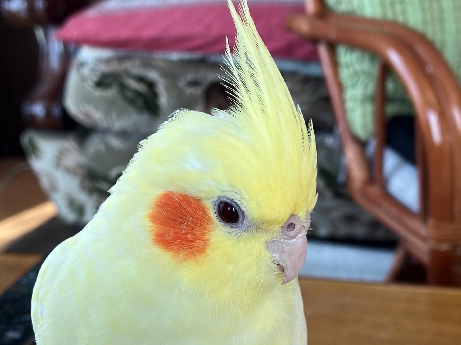 きぃちゃん きぃちゃん