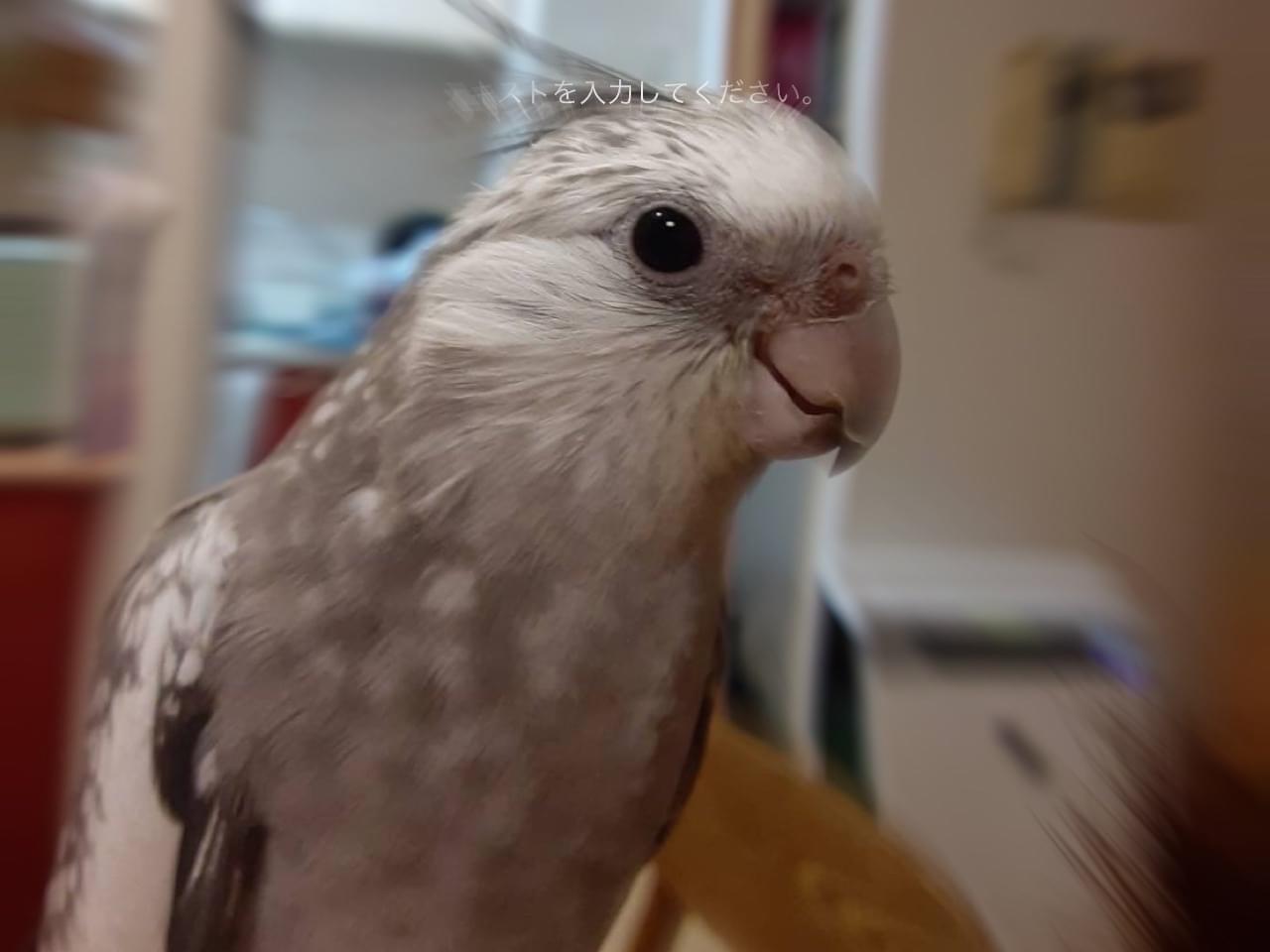 ハクちゃん ハクちゃん