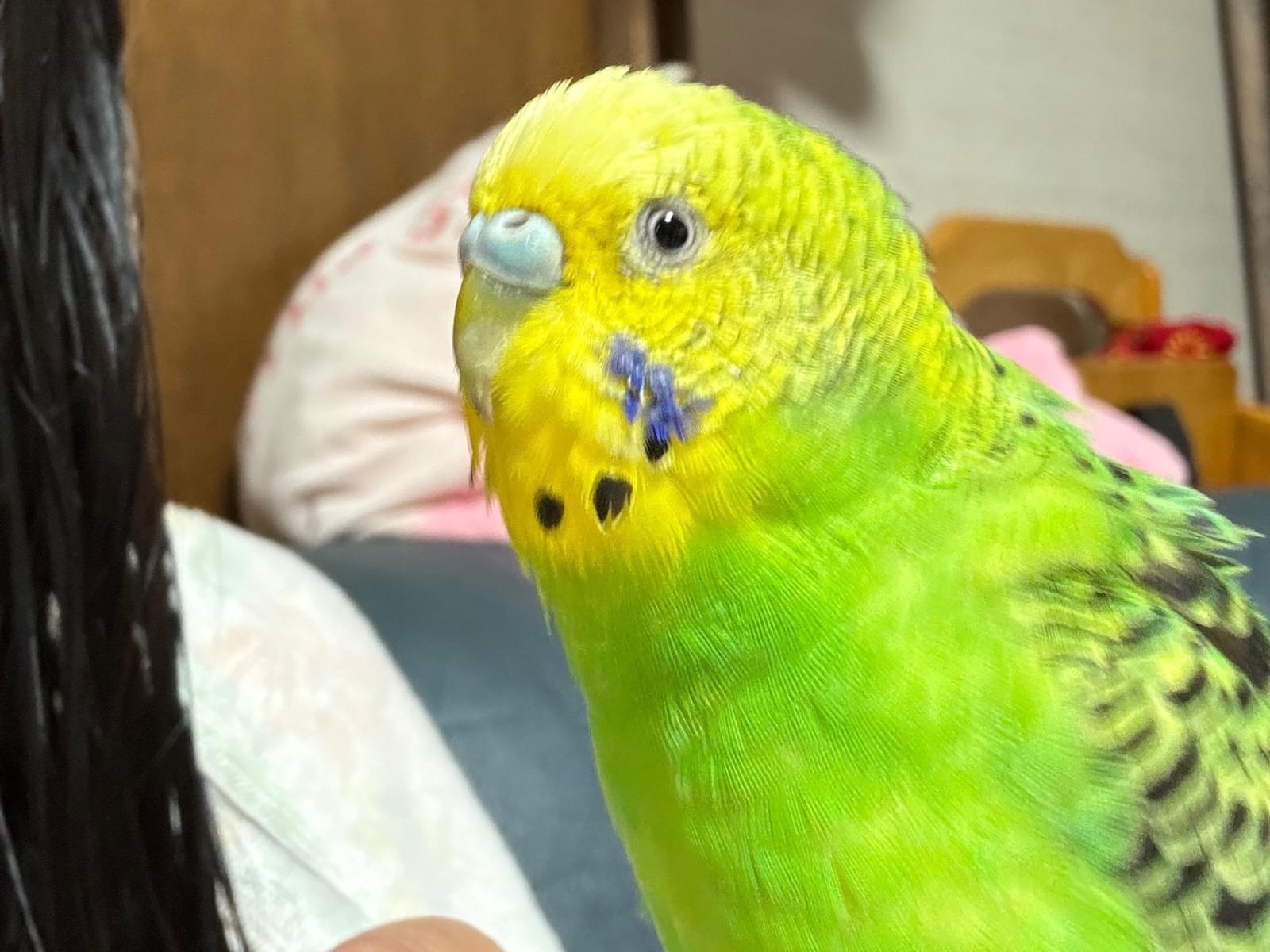 ケヤキちゃん ケヤキちゃん