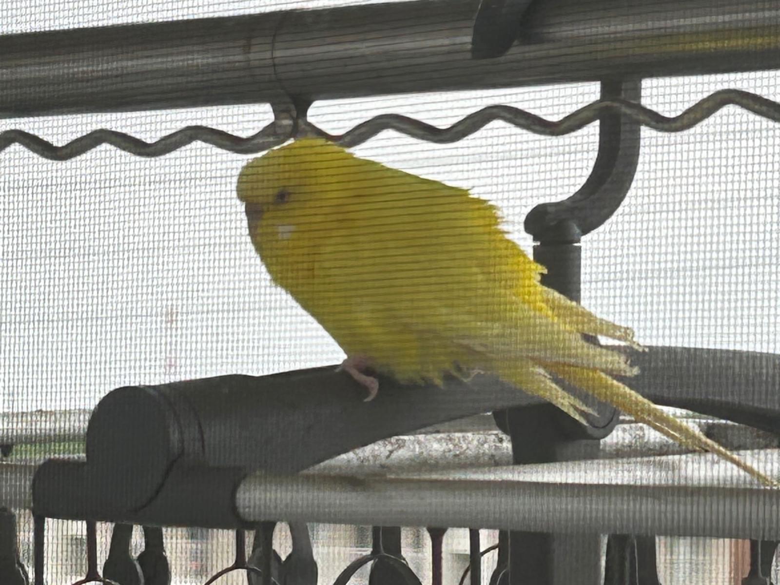 目撃された鳥