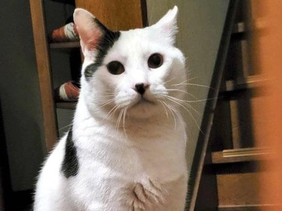 ぶーたんちゃん ぶーたんちゃん
