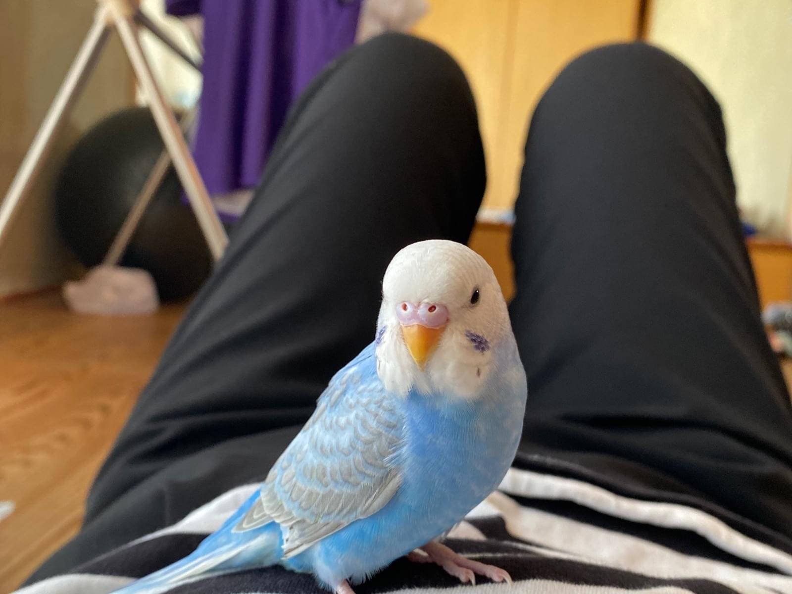 こてつちゃん こてつちゃん