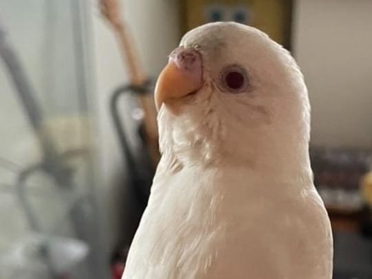 保護された鳥 保護された鳥