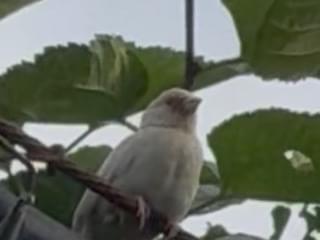 目撃された鳥 目撃された鳥
