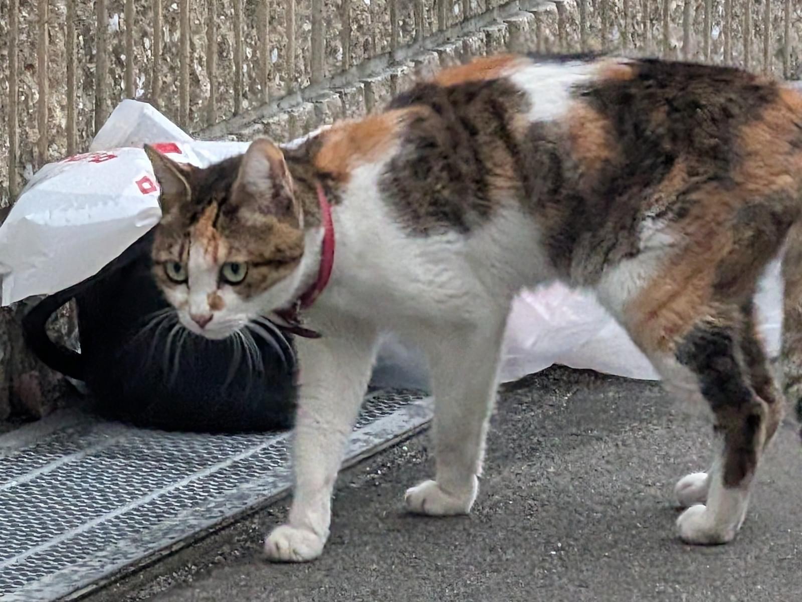 目撃された猫