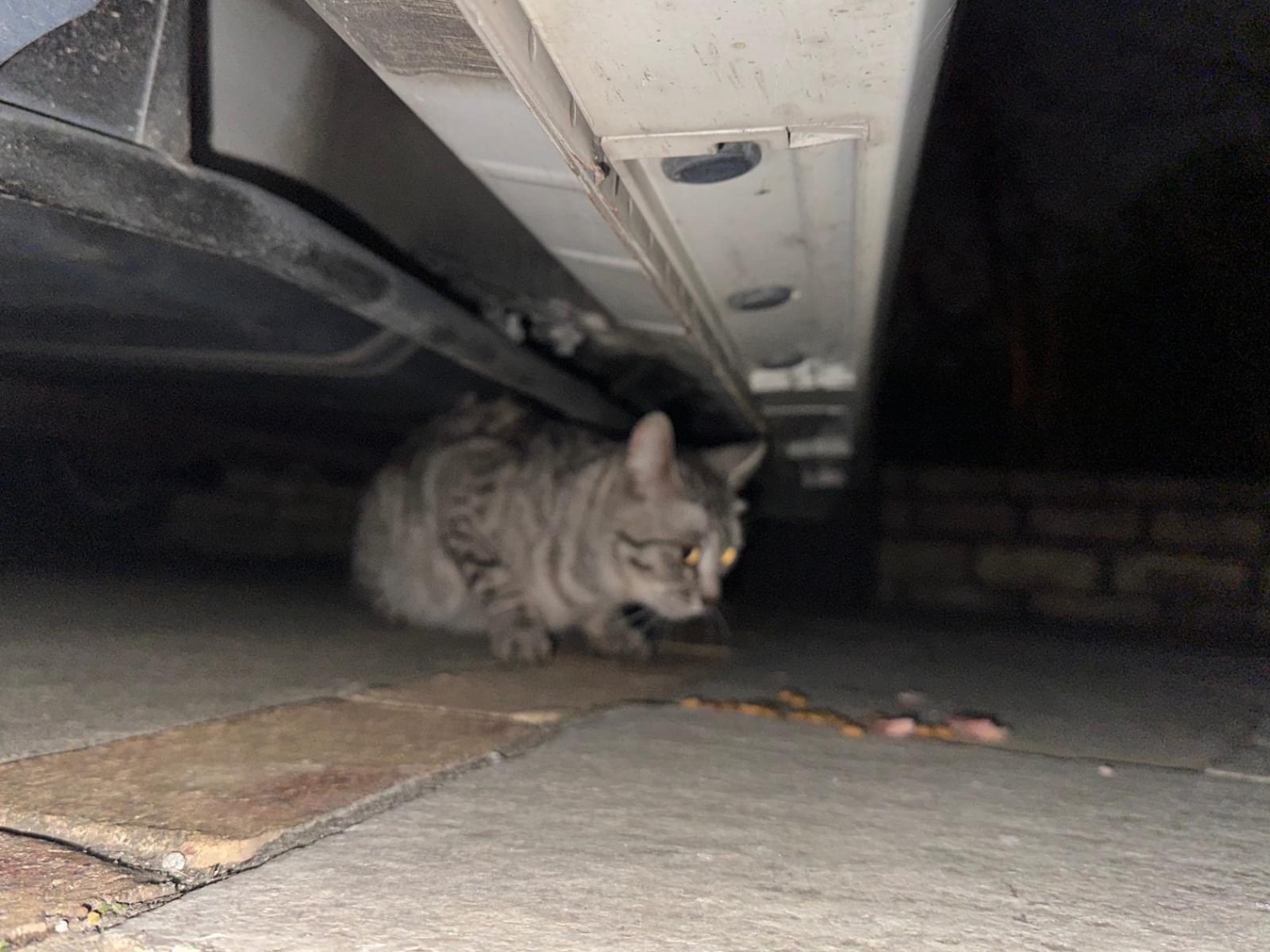 目撃された猫 目撃された猫
