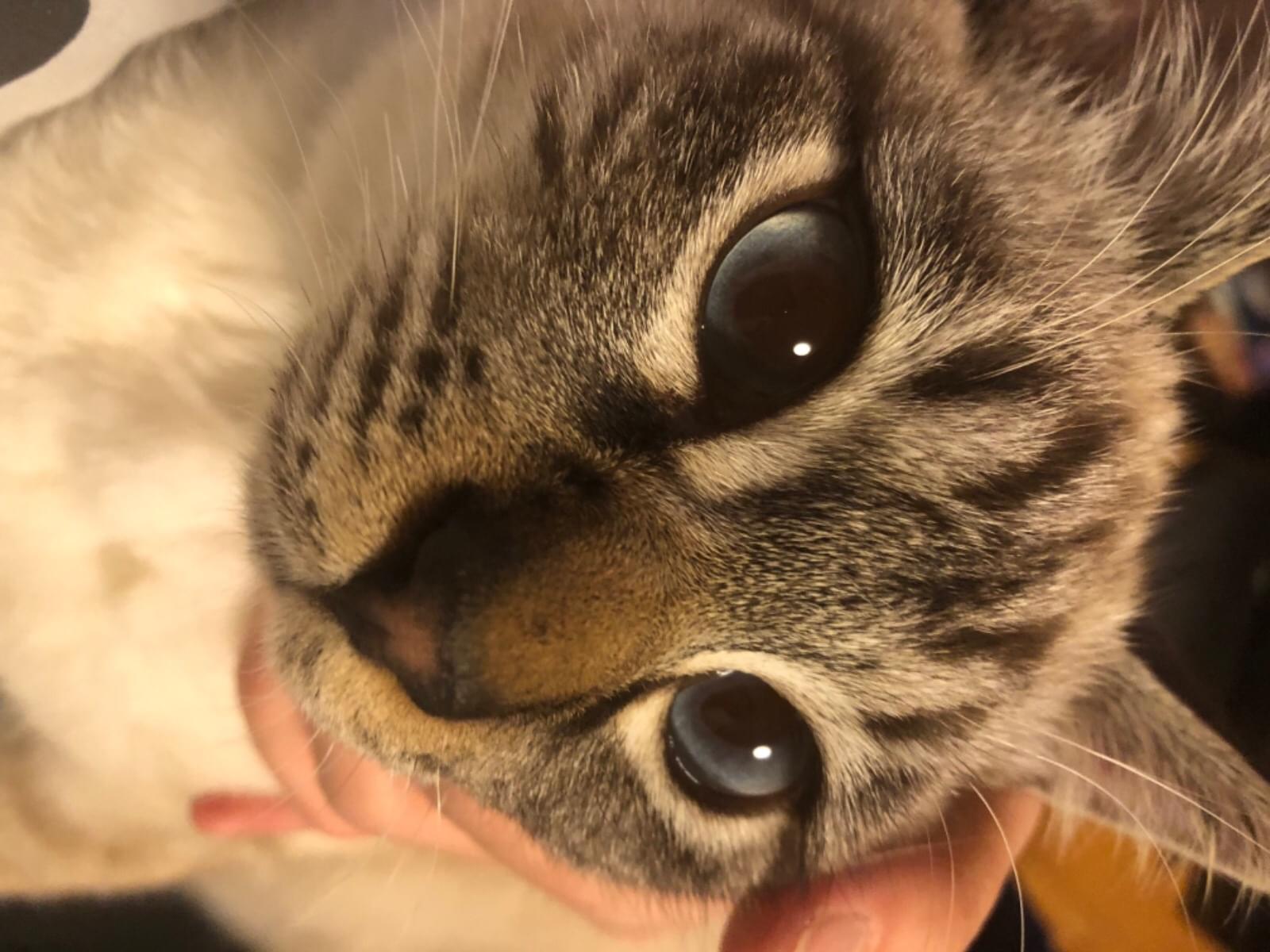 大福ちゃん 大福ちゃん