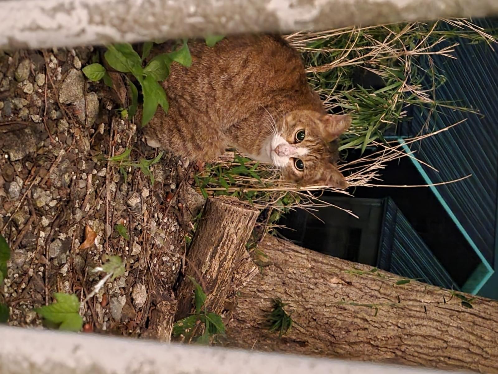 目撃された猫 目撃された猫