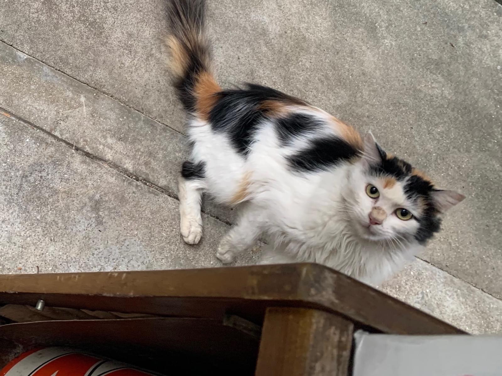 目撃された猫 目撃された猫