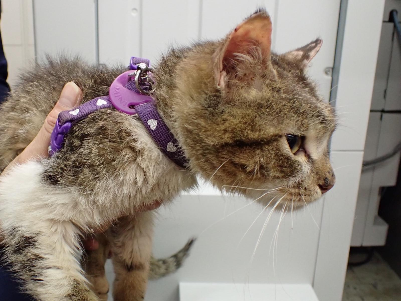 保護された猫 保護された猫
