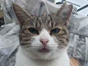 三毛猫~断捨離中~（感謝） 三毛猫