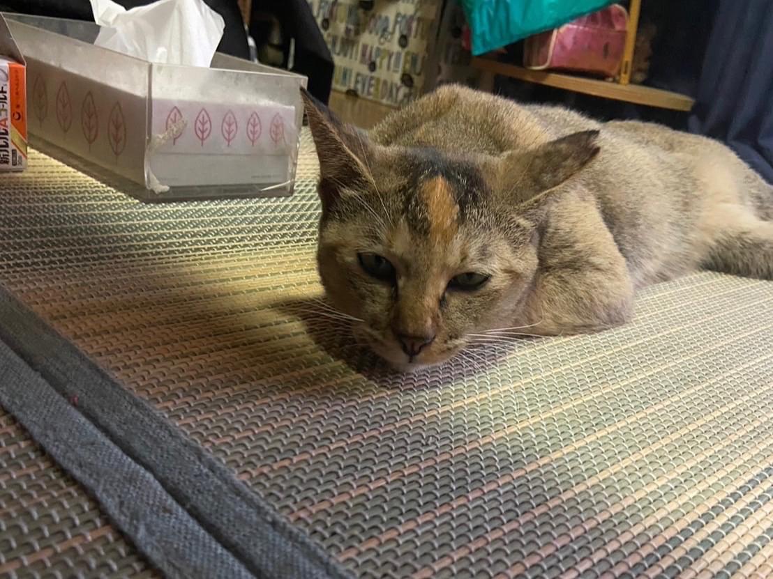 目撃された猫 目撃された猫