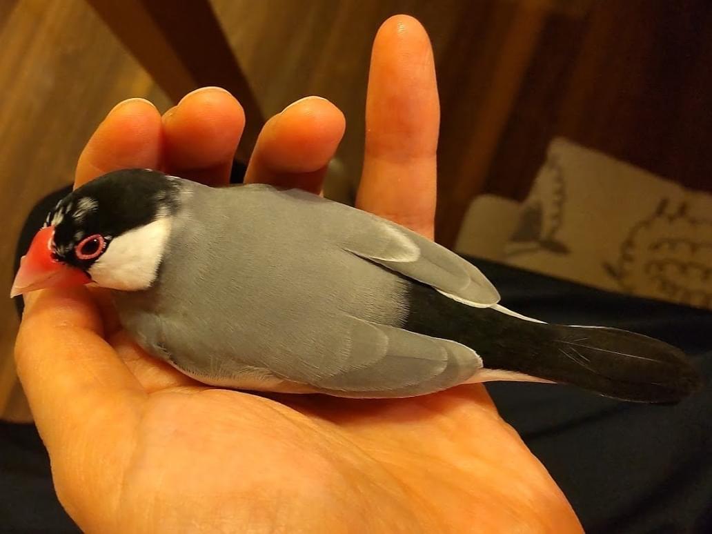 保護された鳥 保護された鳥
