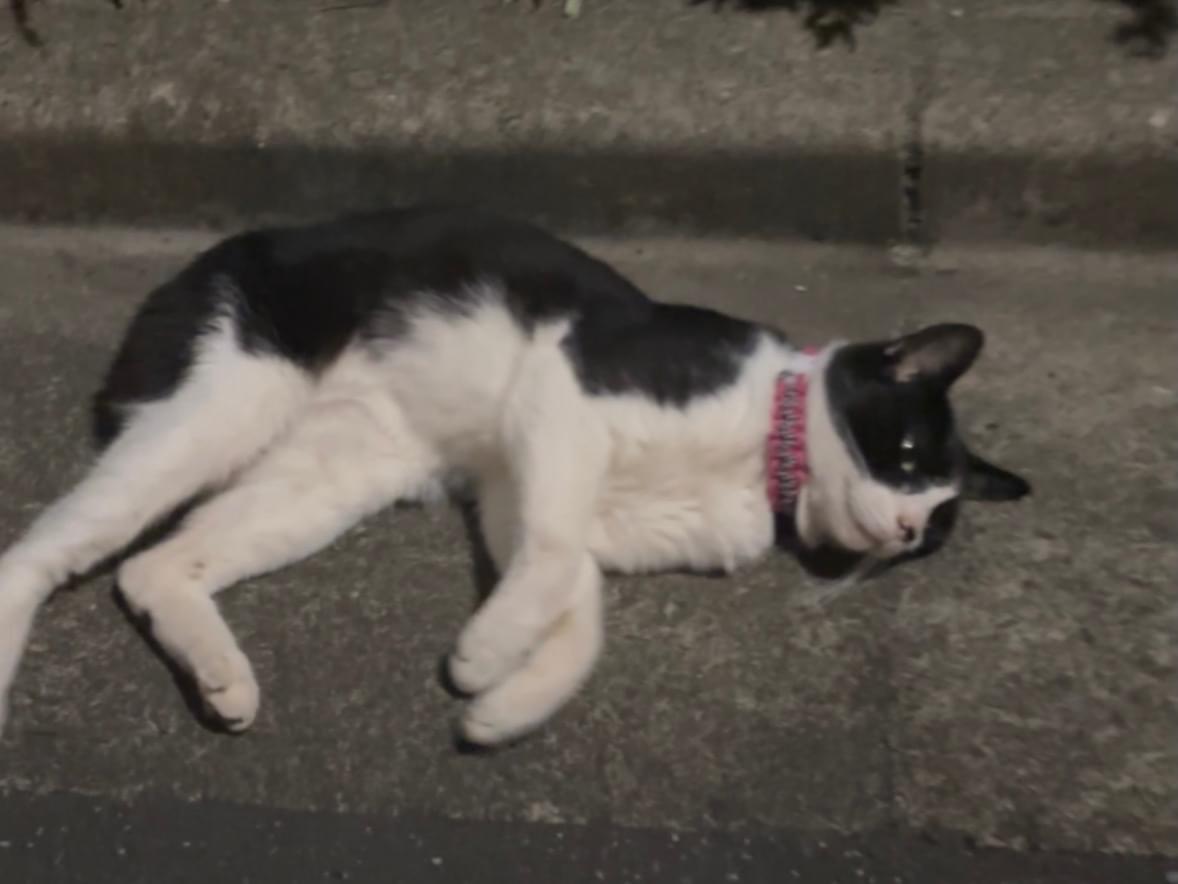 目撃された猫 目撃された猫