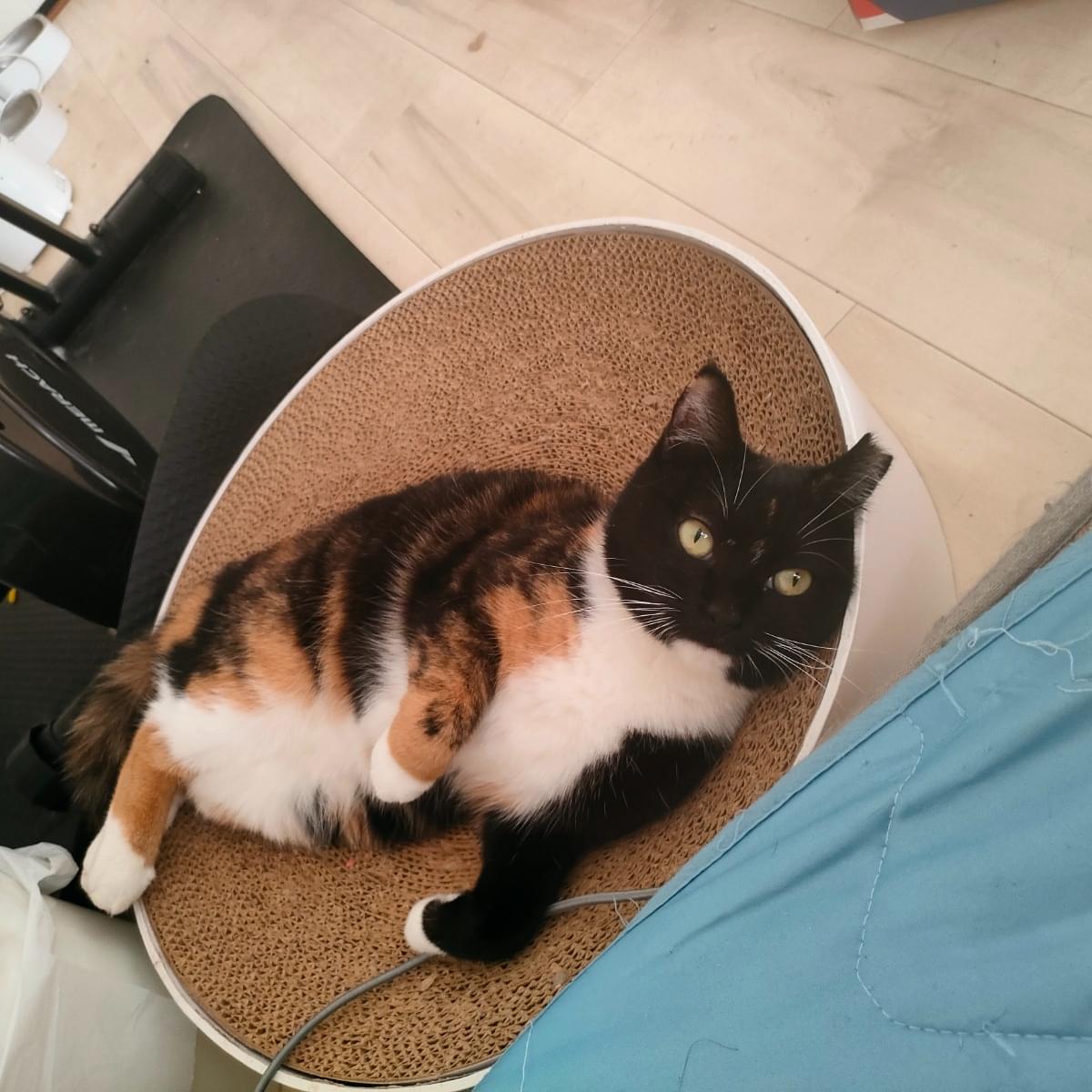 顔が黒い三毛猫を探しています