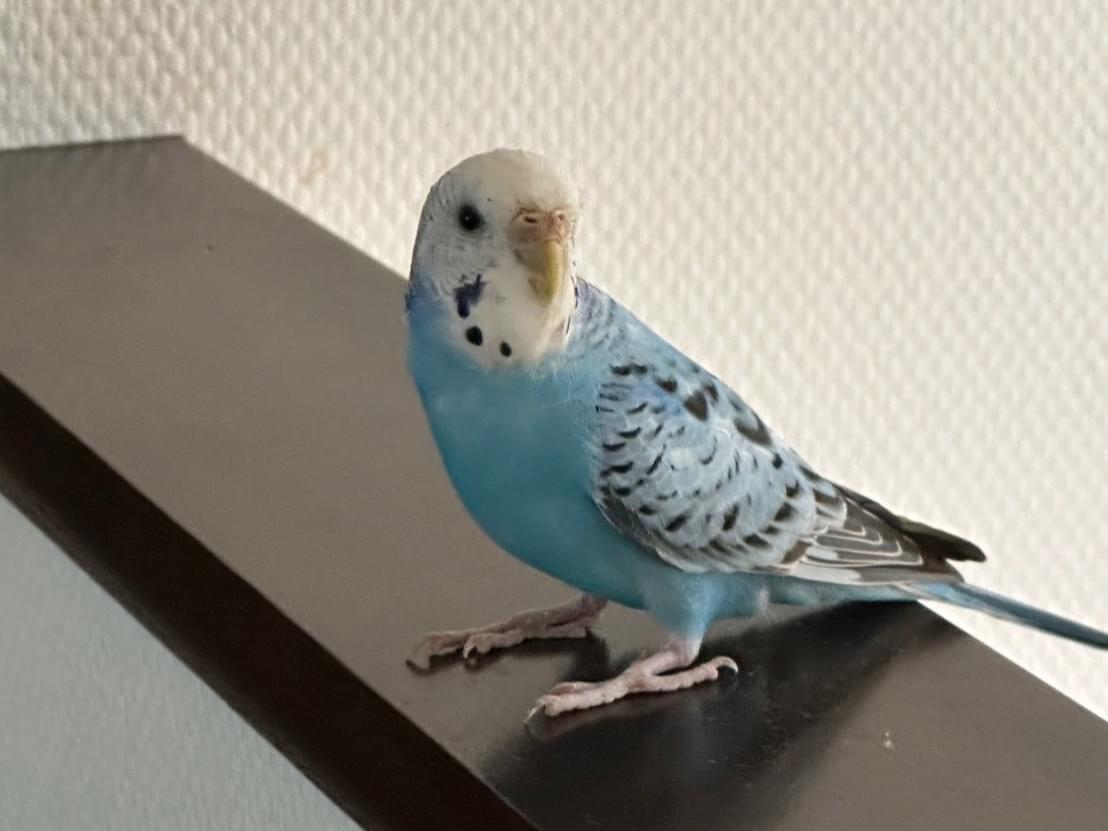保護された鳥