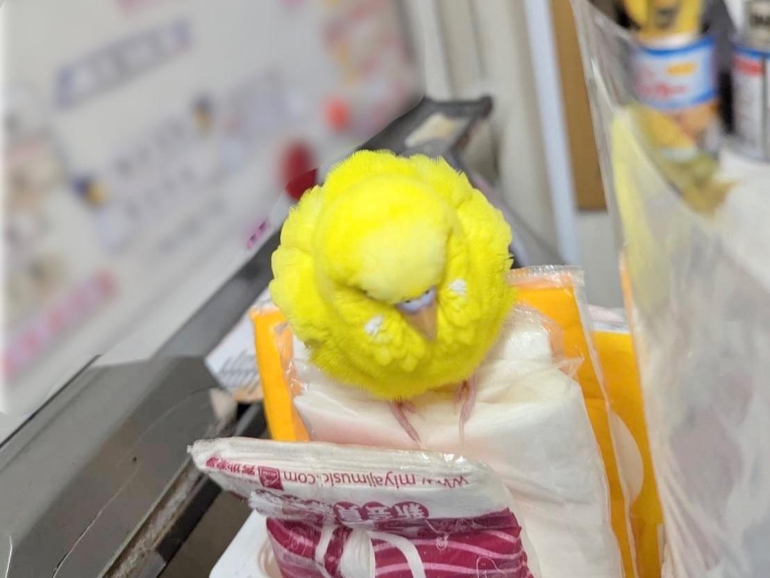 保護された鳥 保護された鳥