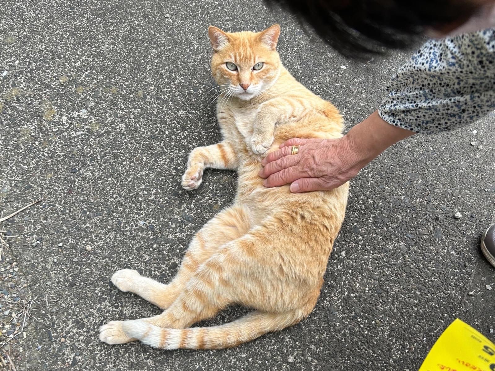 目撃された猫 目撃された猫