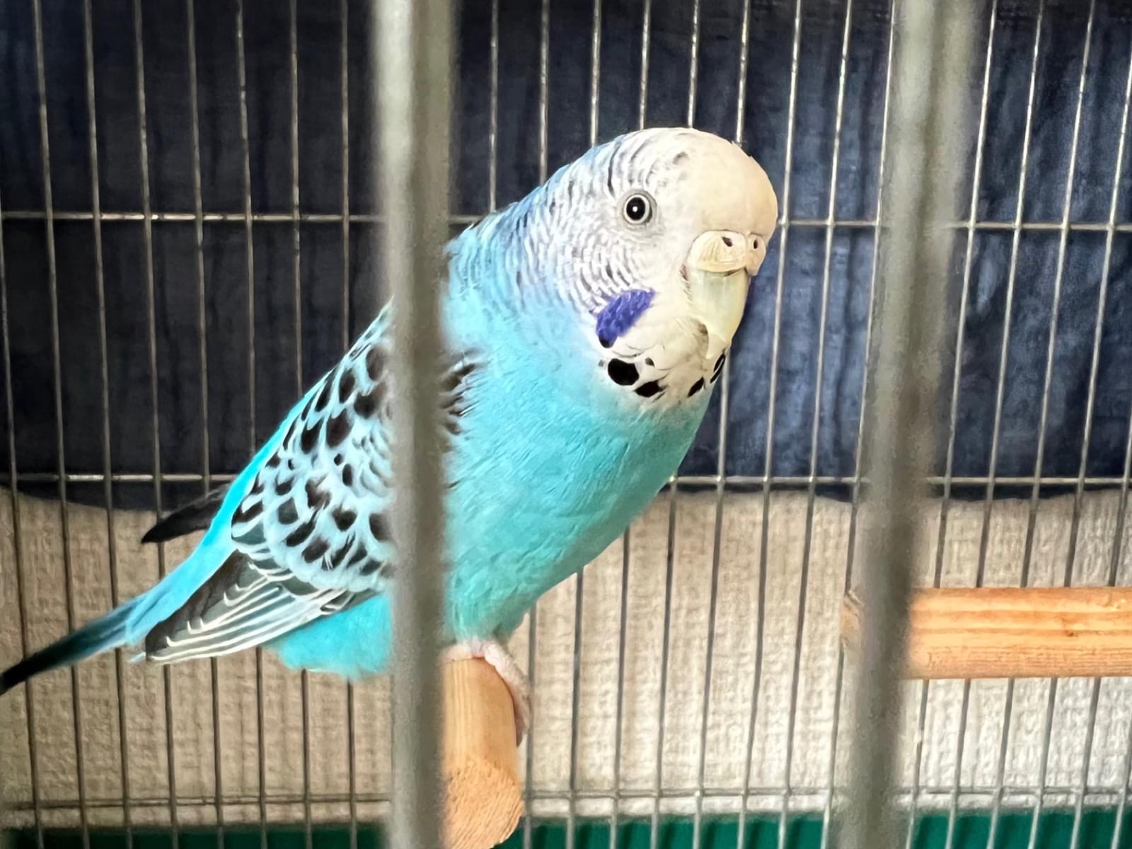 保護された鳥 保護された鳥