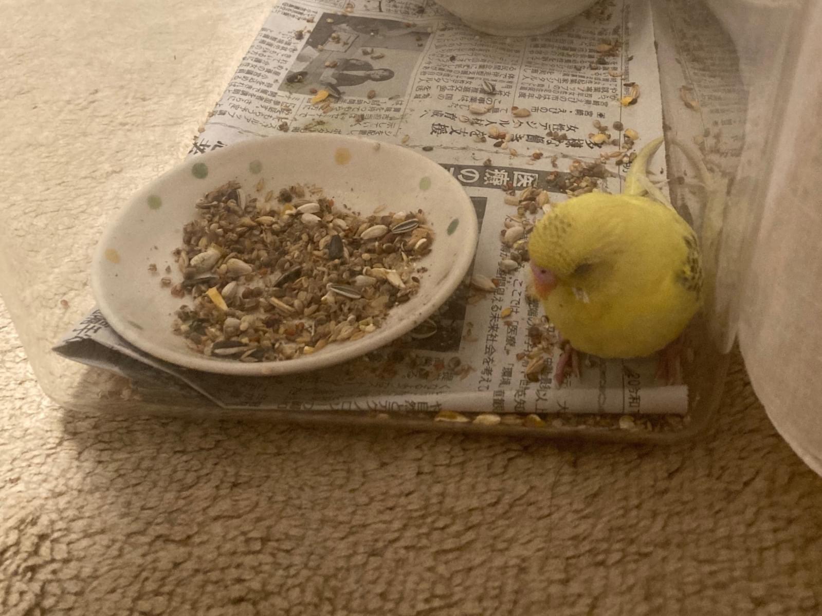 保護された鳥 保護された鳥
