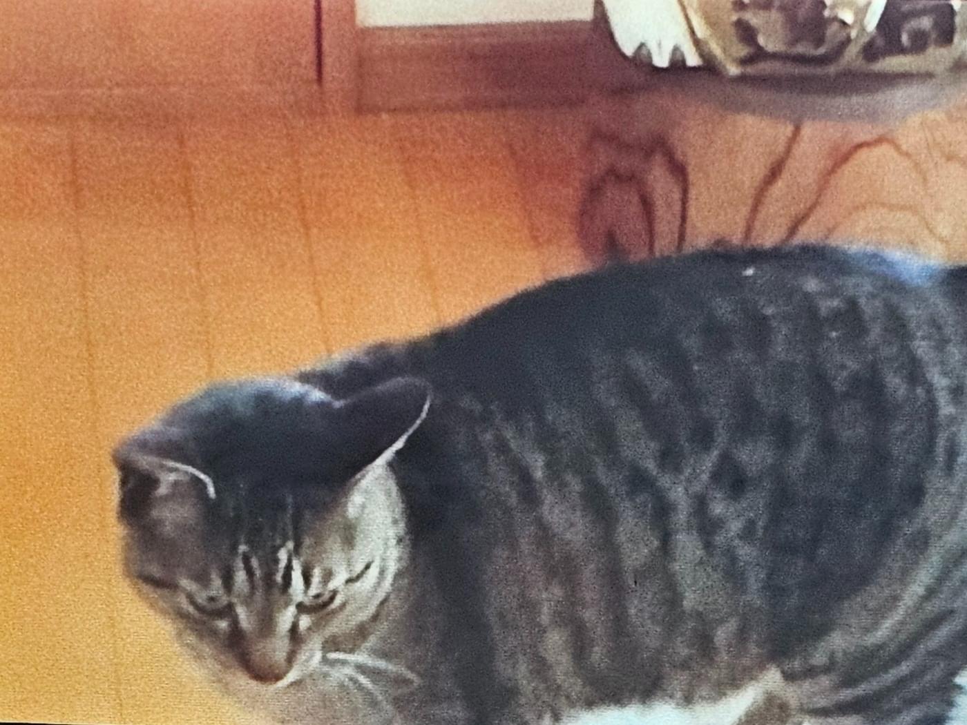 ふくちゃん