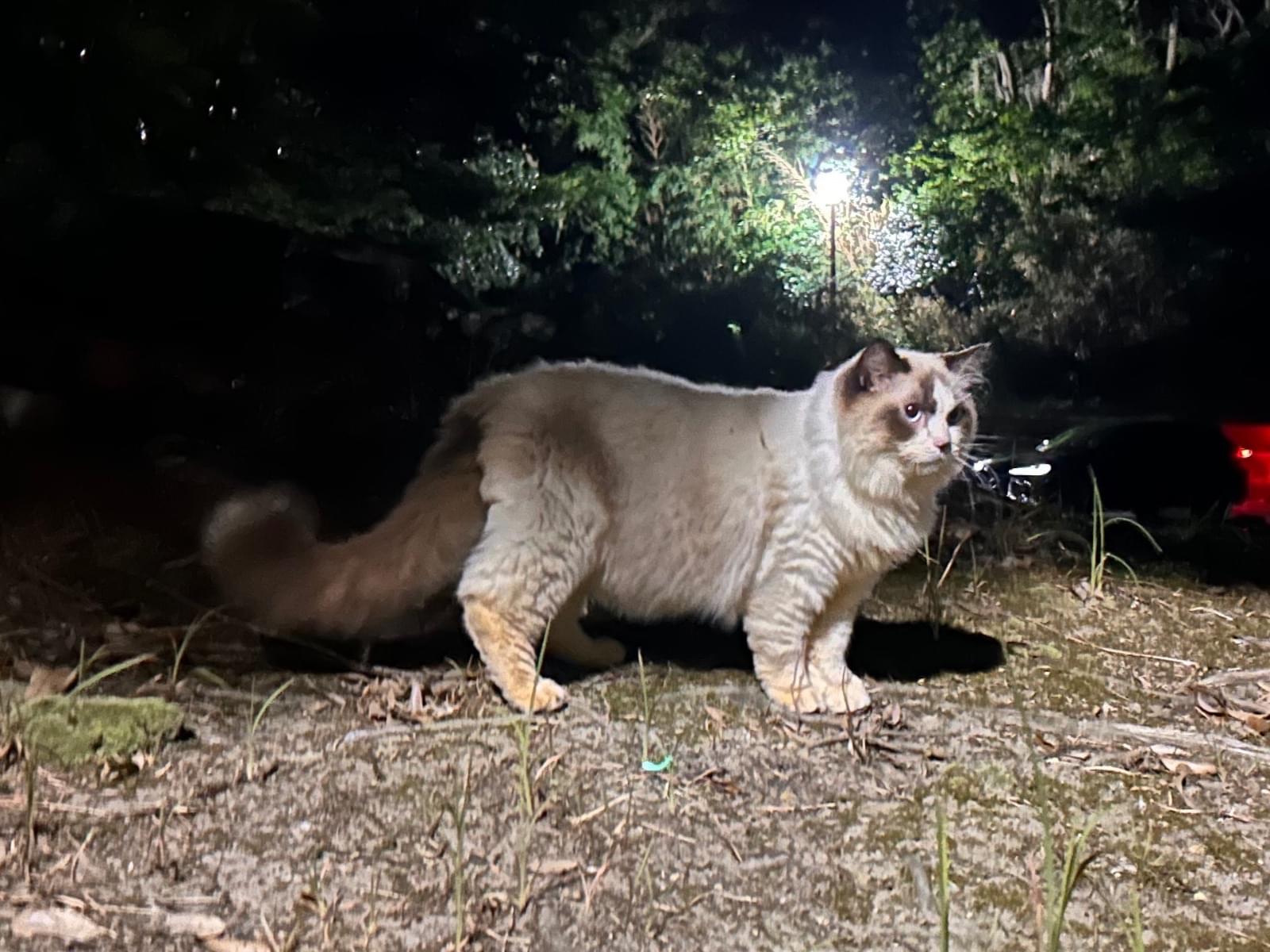 目撃された猫 目撃された猫