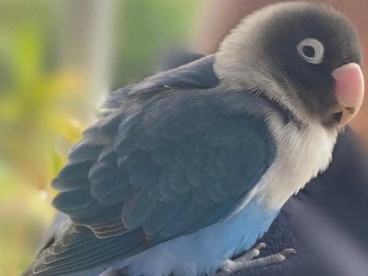 保護された鳥 保護された鳥