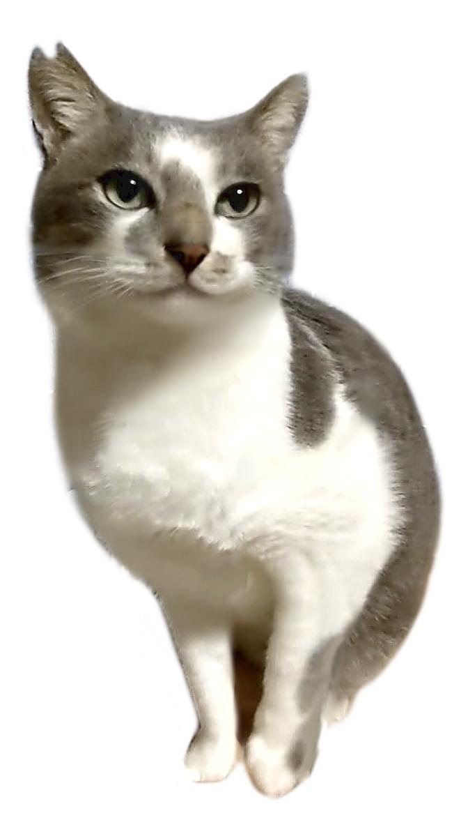 濃い灰色と白のブチ猫にも見えるサバ白を探しています