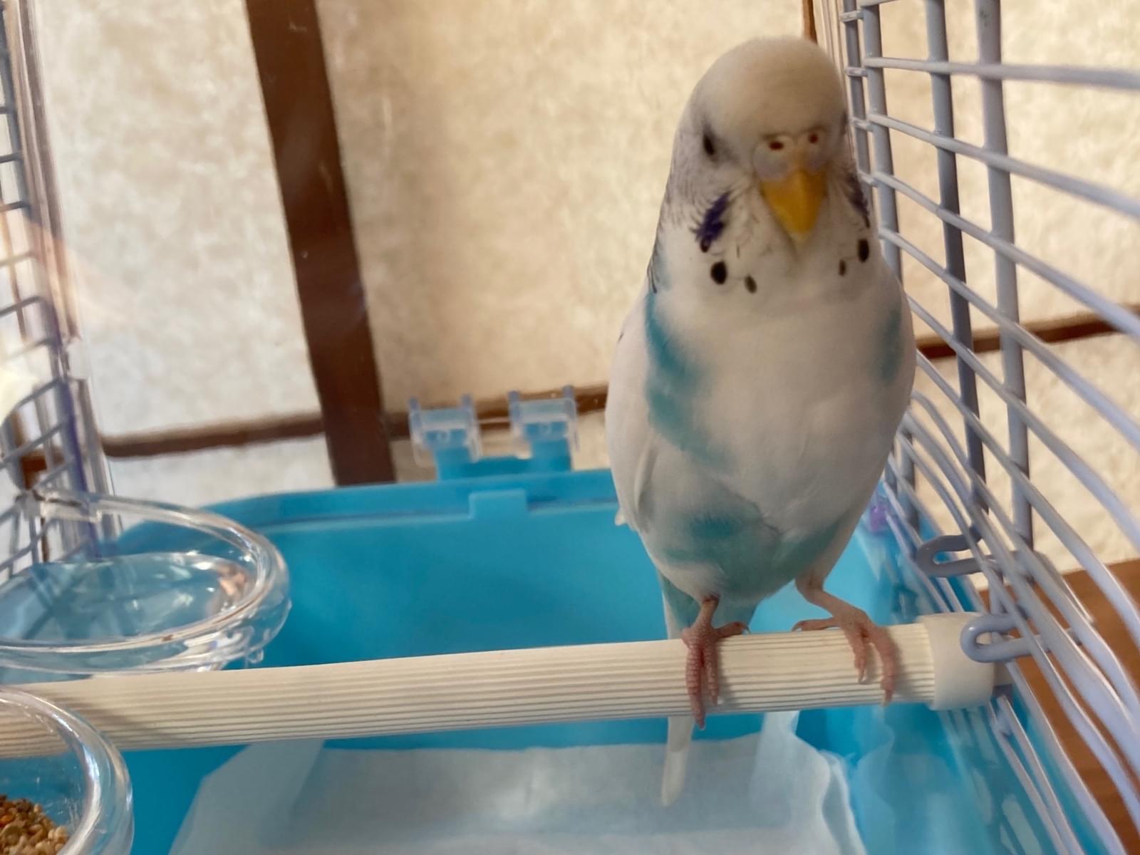 保護された鳥 保護された鳥