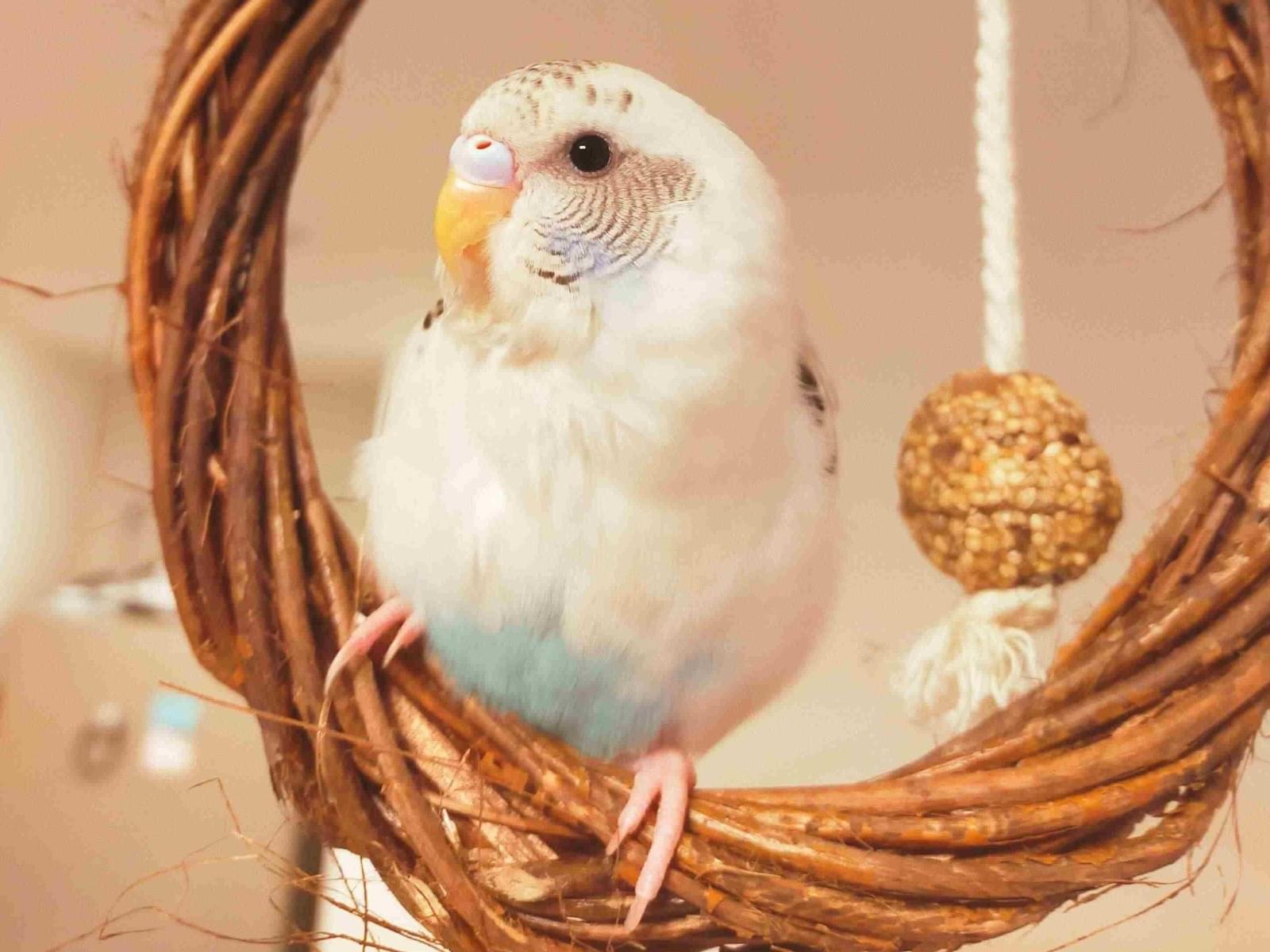 ノリスケちゃん ノリスケちゃん