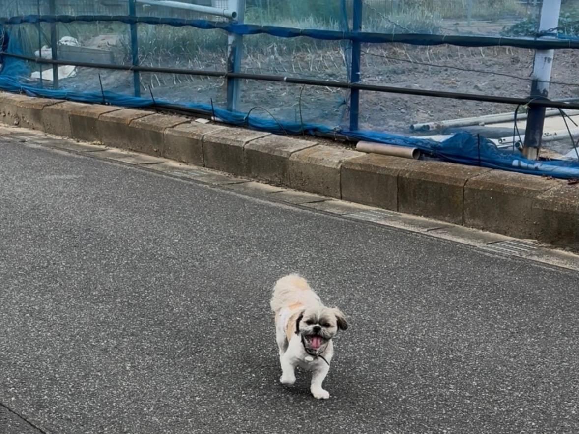 目撃された犬