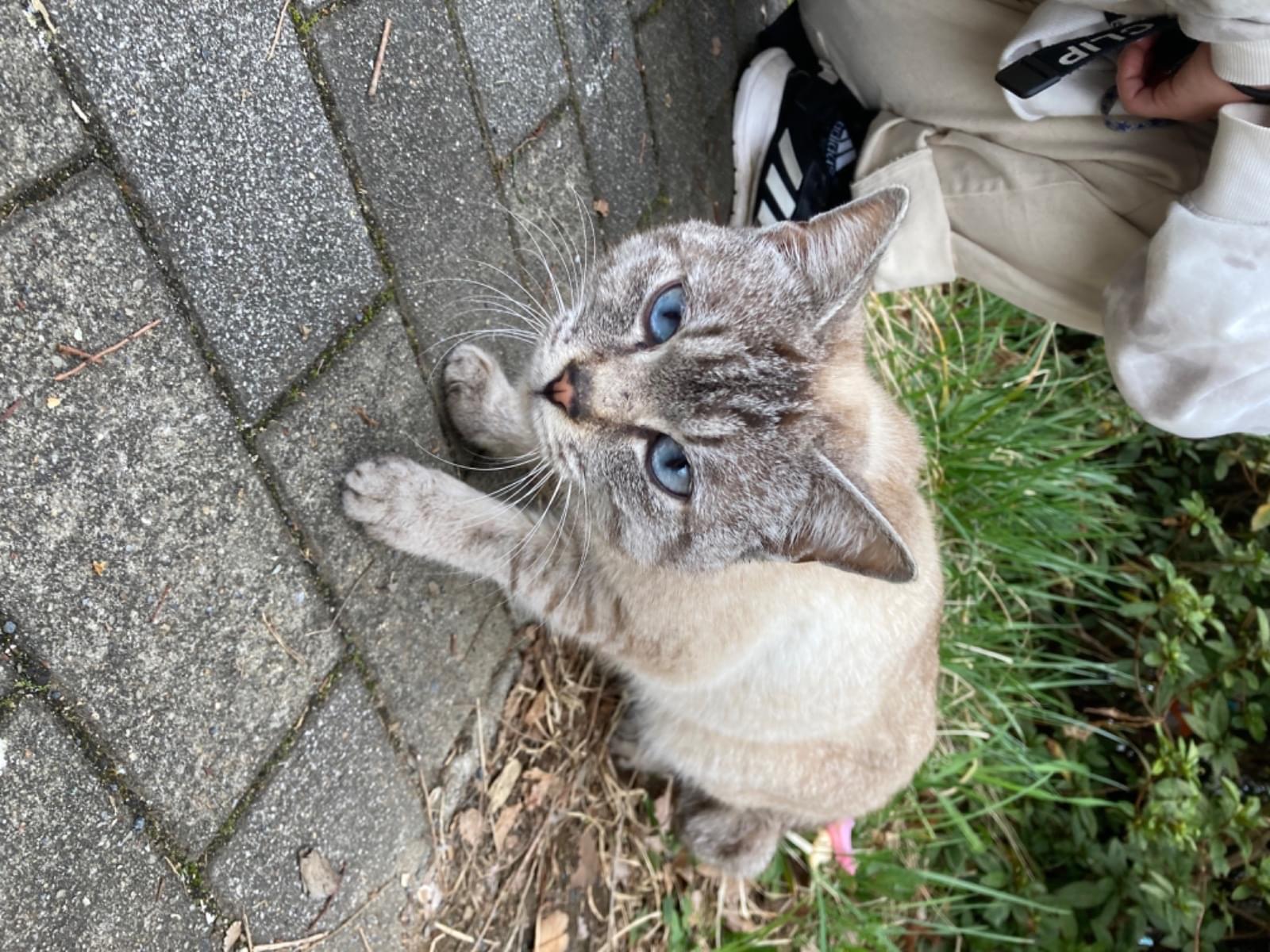 保護された猫 保護された猫