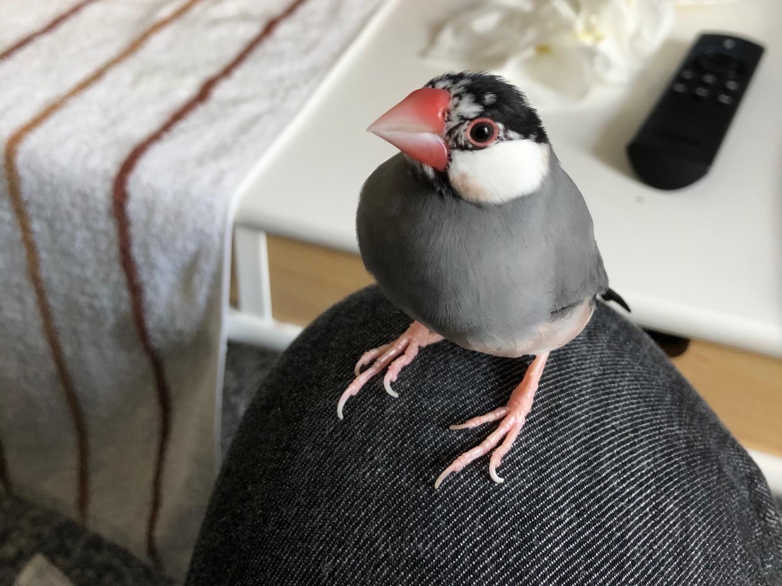 ぴぴちゃん ぴぴちゃん