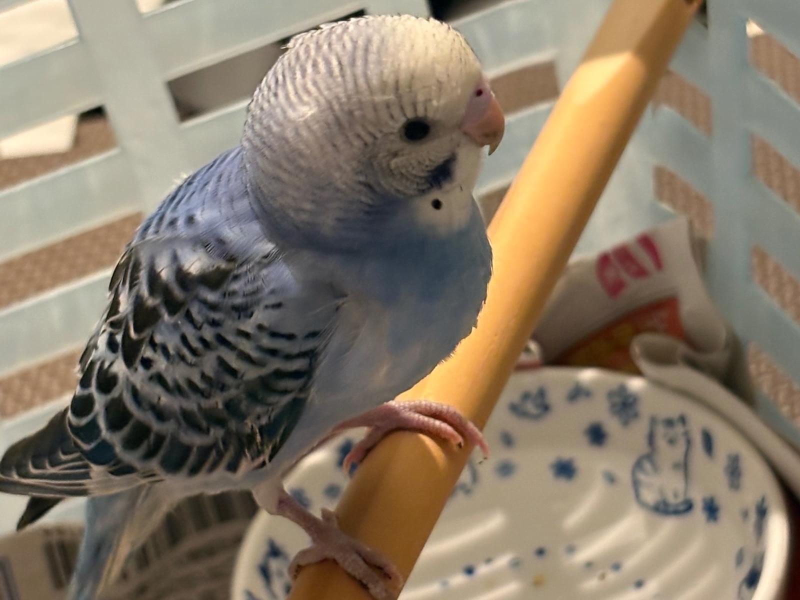 保護された鳥 保護された鳥