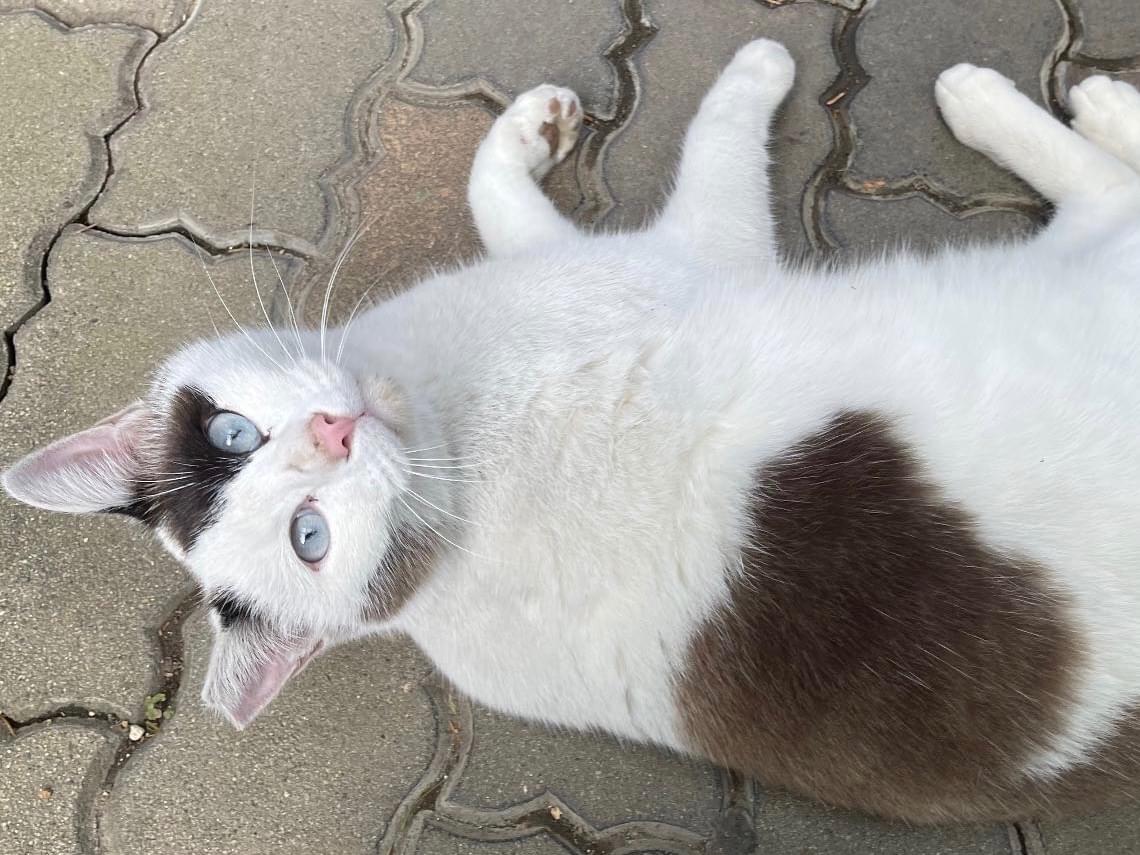 チャメちゃん チャメちゃん