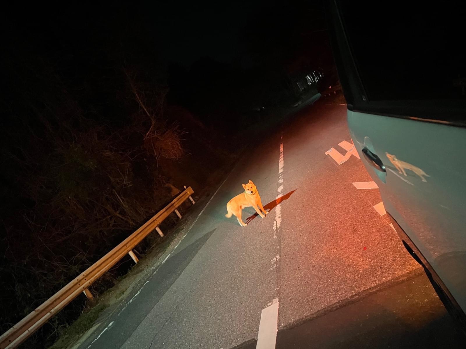 目撃された犬 目撃された犬