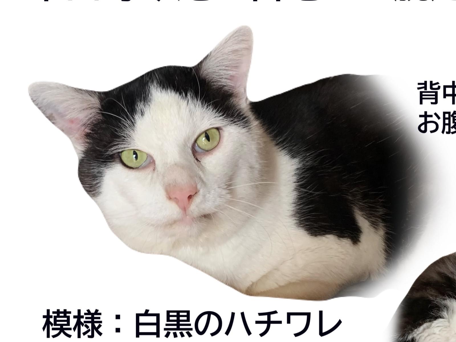 ごましおちゃん